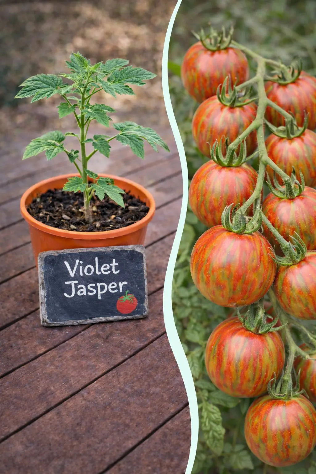 Jungpflanze Tomate - Violet Jasper