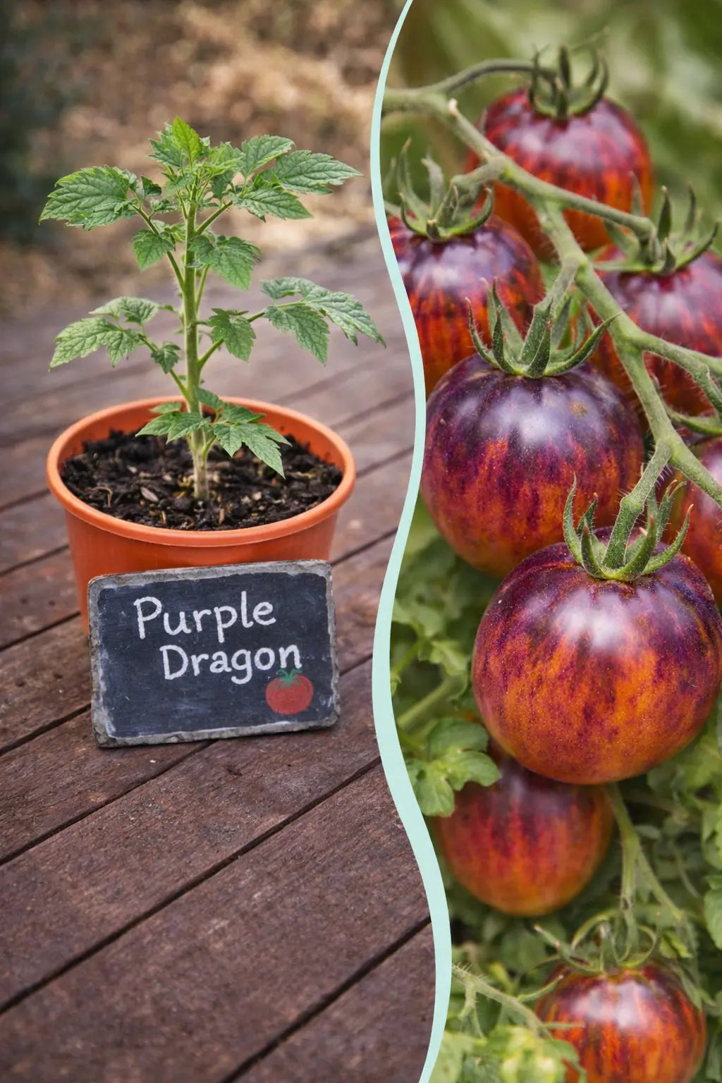 Jungpflanze Tomate - Purple Dragon