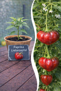 Jungpflanze Paprika - Liebesapfel