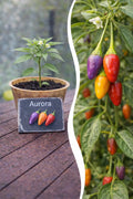 Jungpflanze Chili - Aurora
