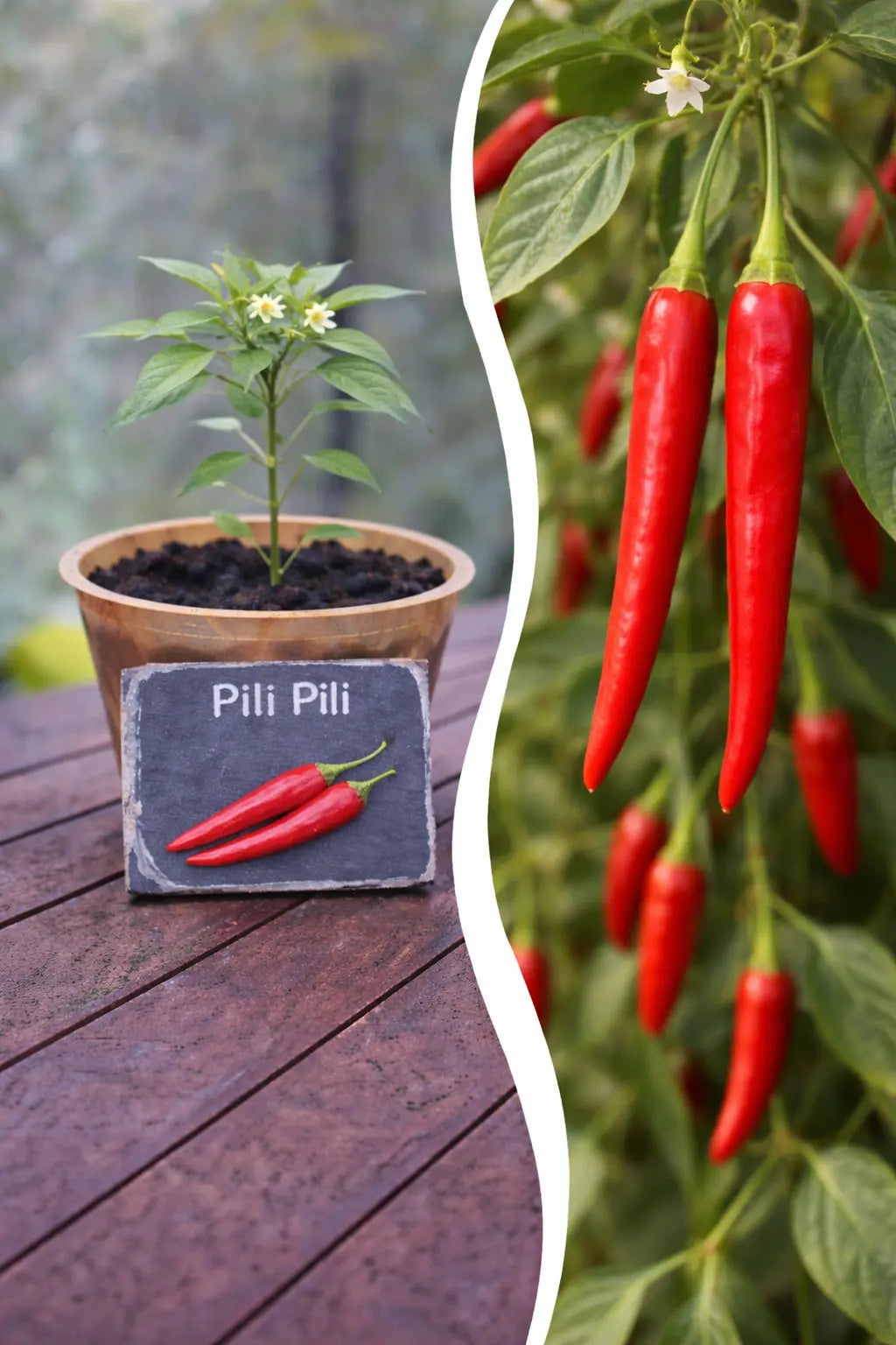 Jungpflanze Chili - Pili Pili