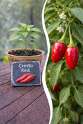 Jungpflanze Chili - Cresto Red