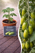 Jungpflanze Tomate - Green Sausage