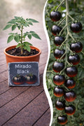 Jungpflanze Tomate - Mirado Black