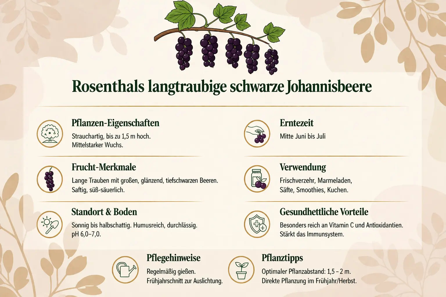 Schwarze Johannisbeere 5 verschiedene Sorten Ribes Nigrum