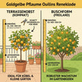 Reneklode Oullins – Terrassenobst oder Buschform (goldgelb & süß) Pille Gartenwelt