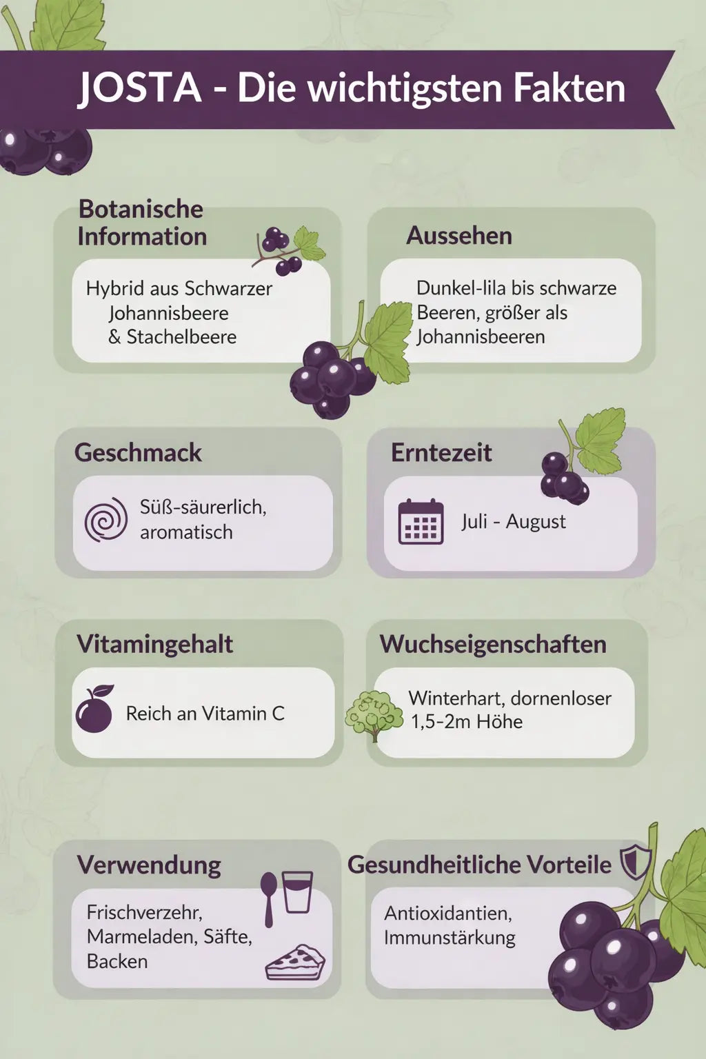 Schwarze Johannisbeere 5 verschiedene Sorten Ribes Nigrum