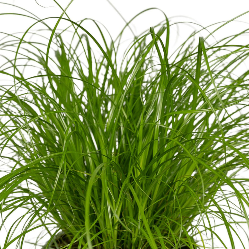 Nahaufnahme des Grases von Cyperus alternifolius