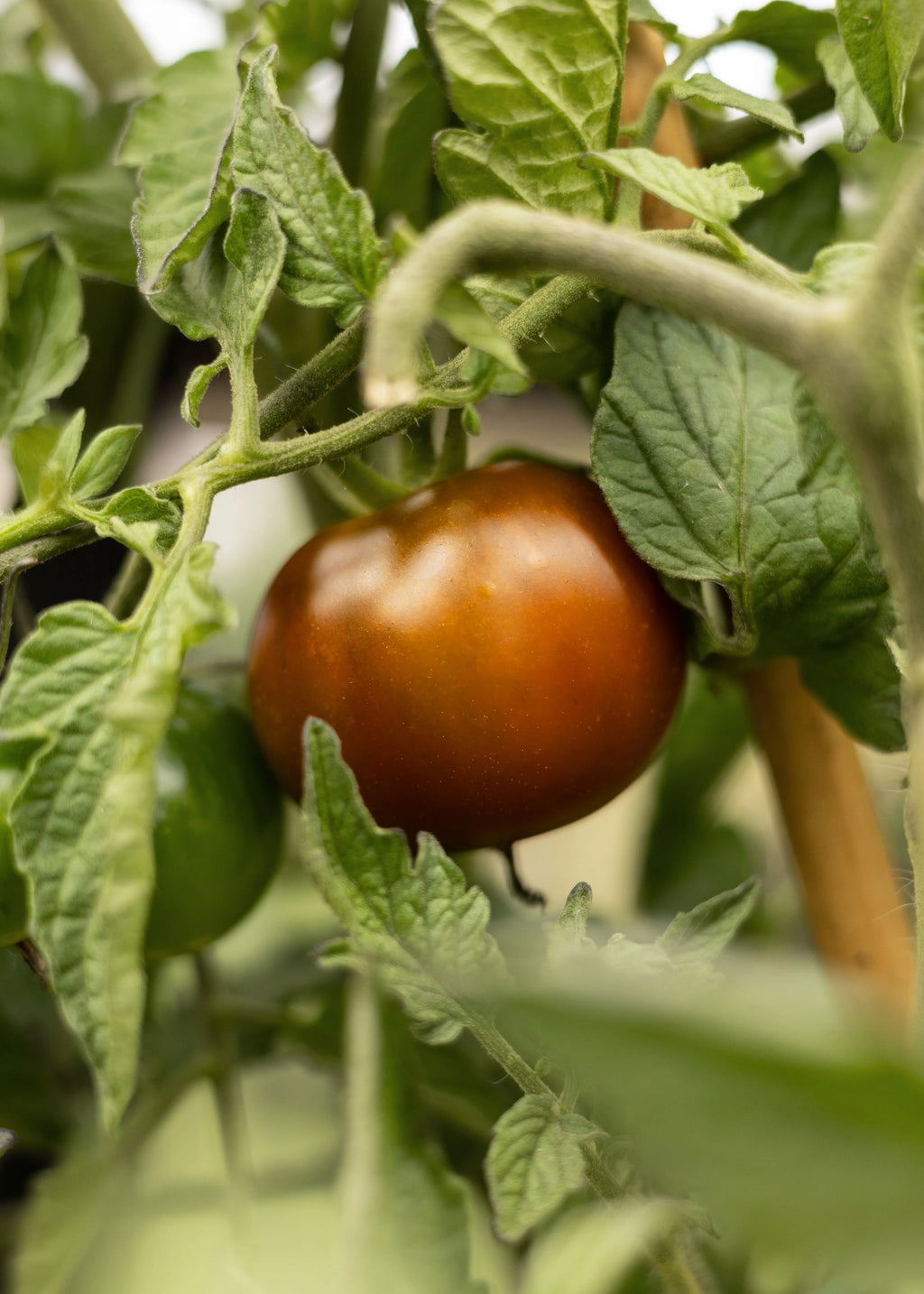 Kumato - Tomatensamen