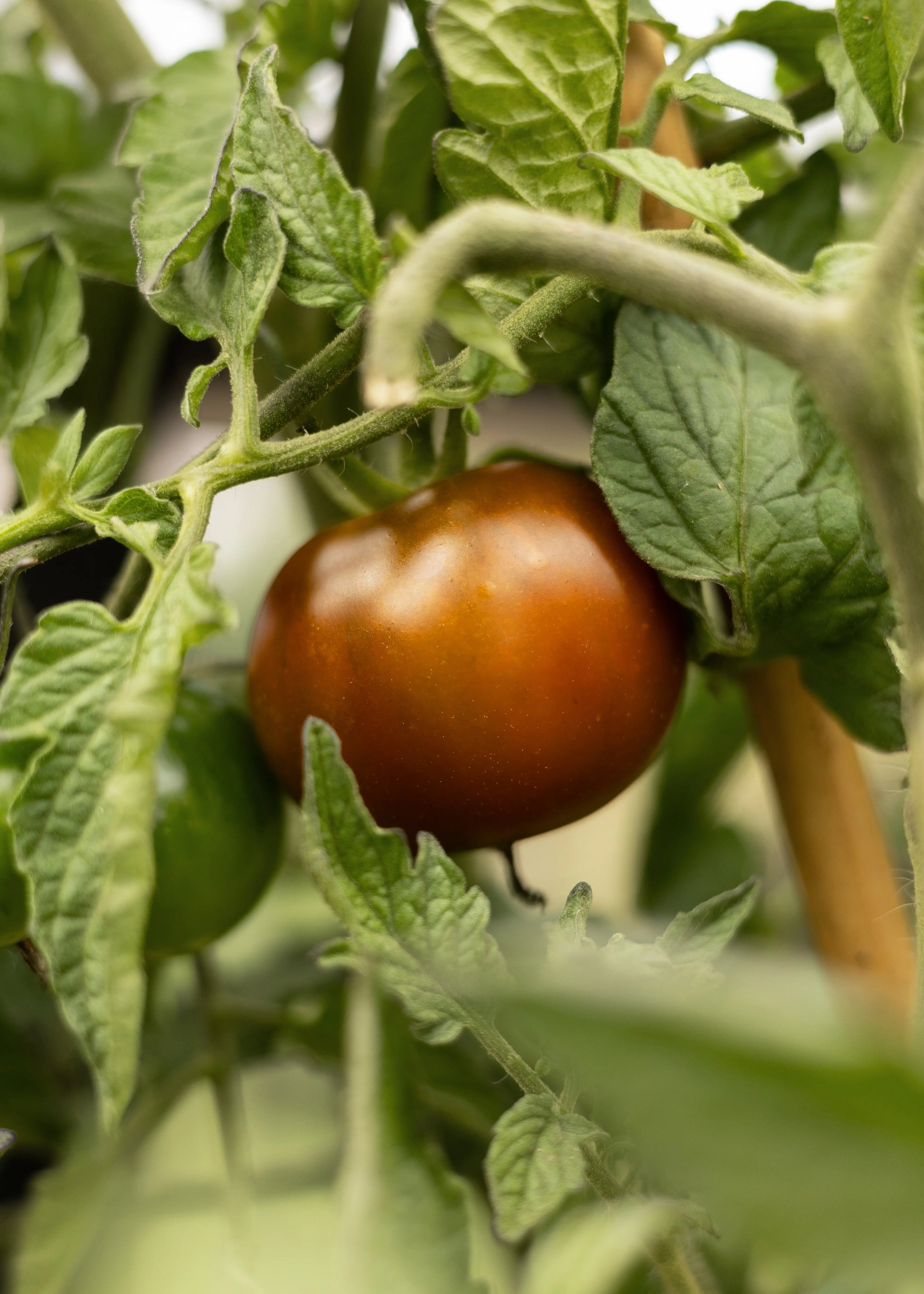 Kumato - Tomatensamen