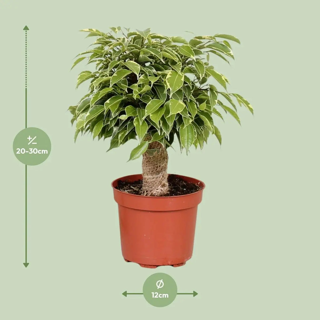 Ficus Benjamina Kinky – Visualisierung der Maße bei Lieferung: ca. 28 cm Höhe, Ø12 cm Topf