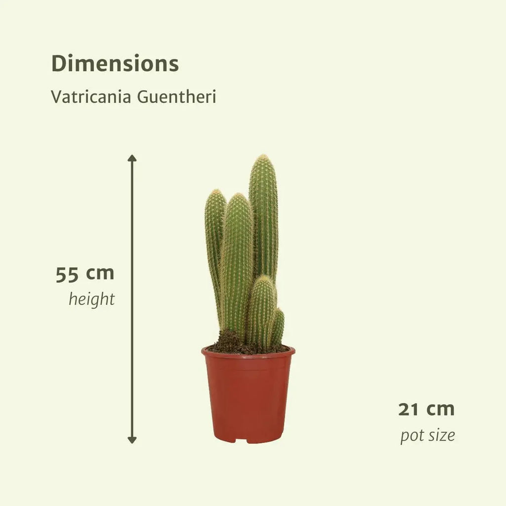 Größenvergleich Vatricania guentheri