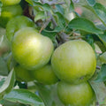 beliebter Weißer Klarapfel Sommerapfel Obstbaum kleinbleibend im Topf 2-jährig - Pille Gartenwelt