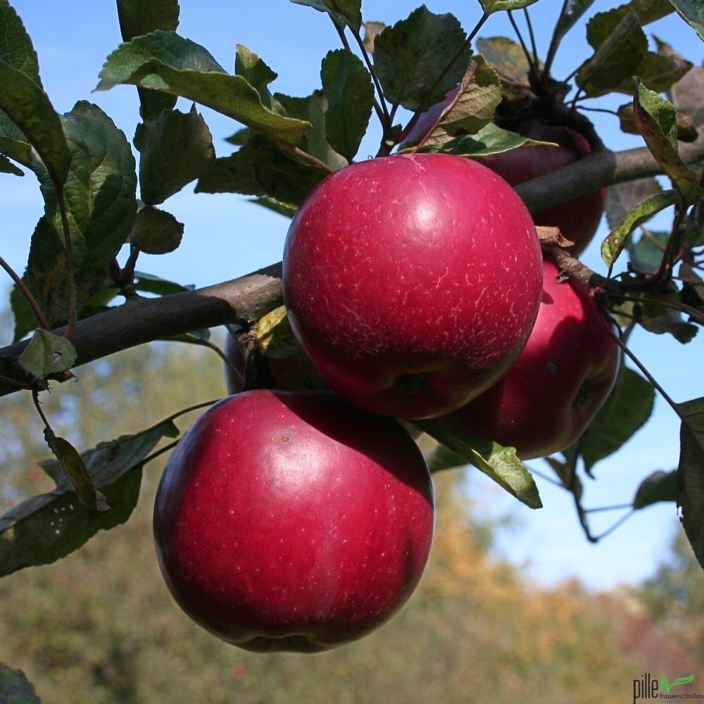 Apfelbaum Niederstamm Terrassenobst oder Halbstamm Sortenauswahl