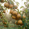 Nashi Birne Kosui Pyrus Birnenbaum Obstbaum 80-120 cm Asienbirne Busch 2-jährig - Pille Gartenwelt