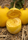 Spaghetti Kürbis - Kürbissamen