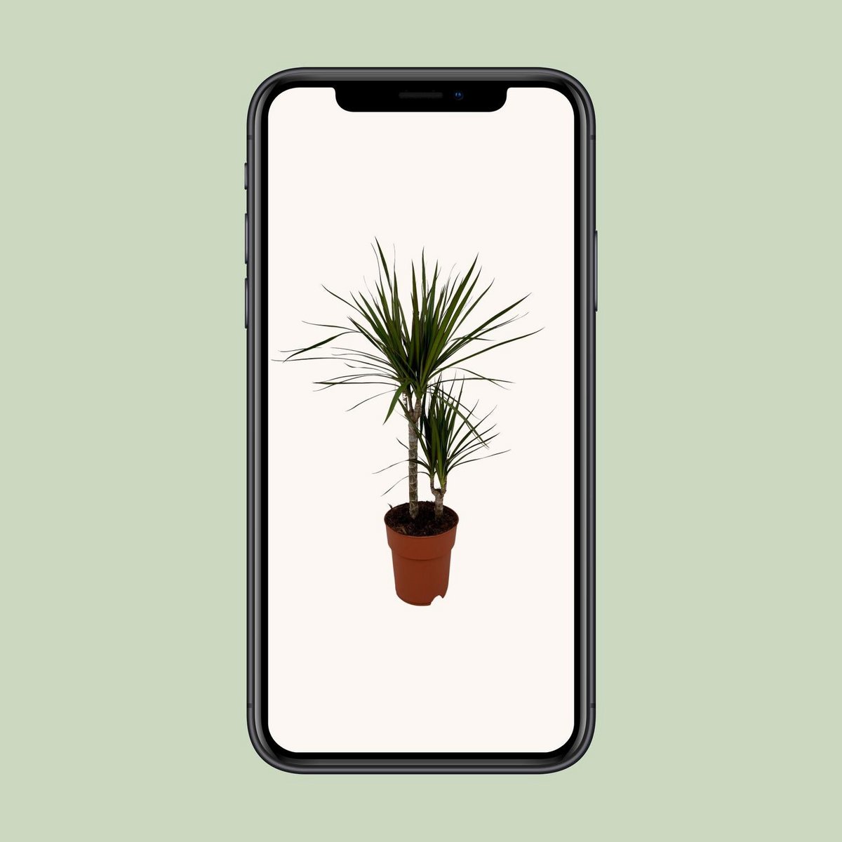 Drachenbaum Dracaena marginata Foto auf Handy geöffnet vor weißem Hintergrund