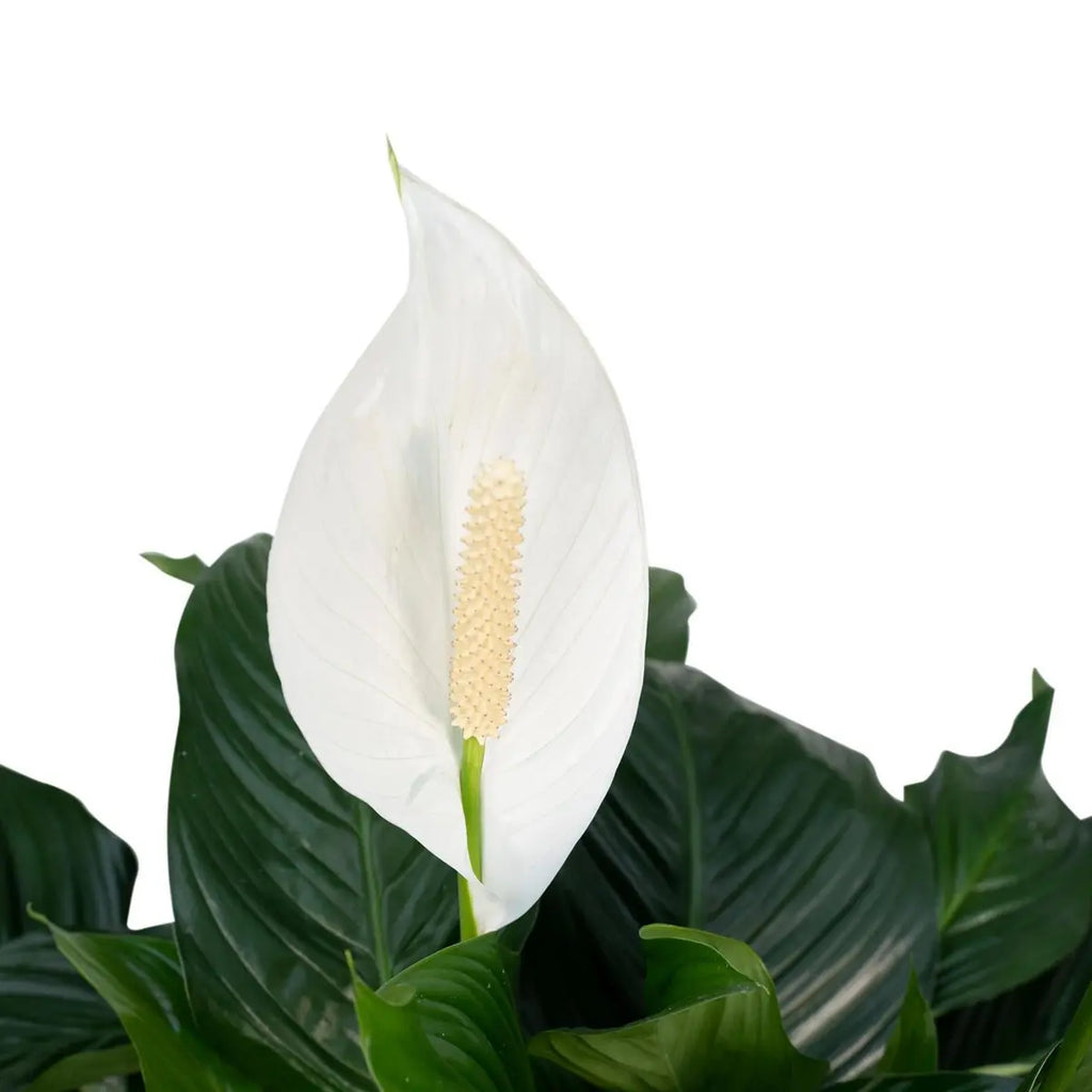 Nahaufnahme Blüte Friedenslilie