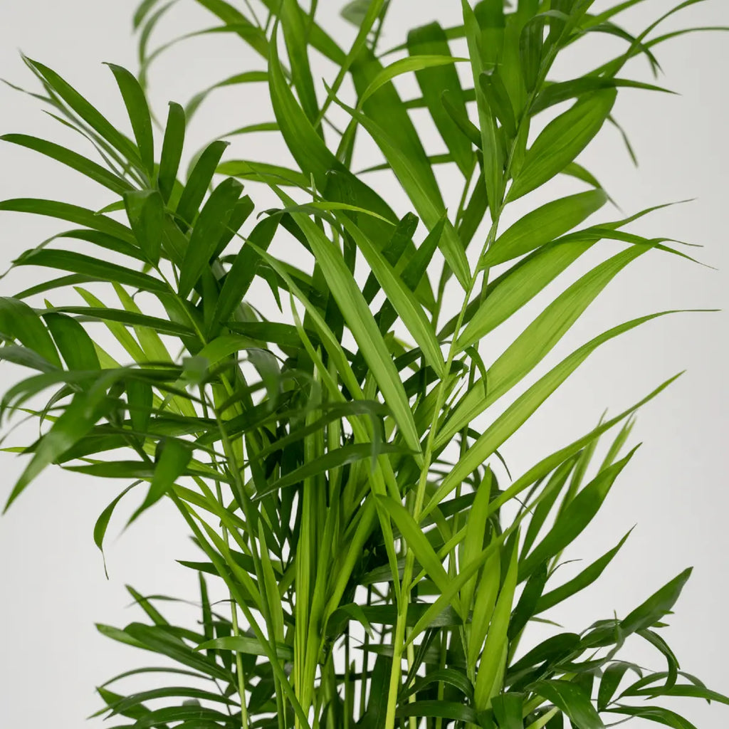Detailaufnahme der Wedel – Chamaedorea elegans mit schlanken grünen Blättern