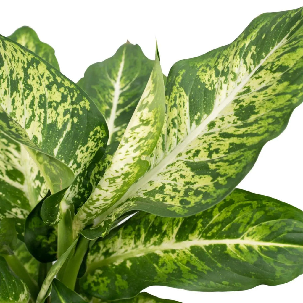 Zoom auf die panaschierten Blätter der Dieffenbachia Mars Lieferhöhe ca. 50 cm