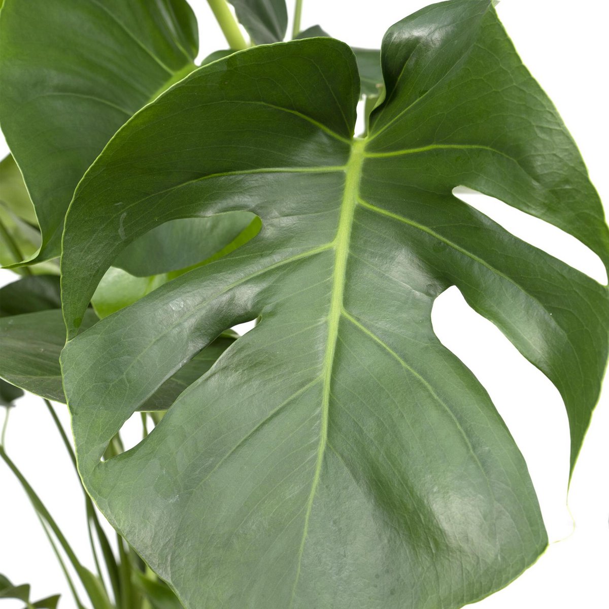 monstera deliciosa grosse blaetter urban jungle
