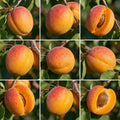 Aprikose Goldrich Obstbaum 120-150 cm 2-jährig süß ca 4m hoch werdend winterhart - Pille Gartenwelt