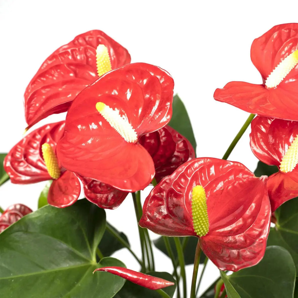 Detail Zoom der Blüten-Blätter der Anthurium Red