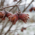 rote Zellernuss Haselnuss Strauch Corylus avellana winterhart rotlaubig 60-100 - Pille Gartenwelt