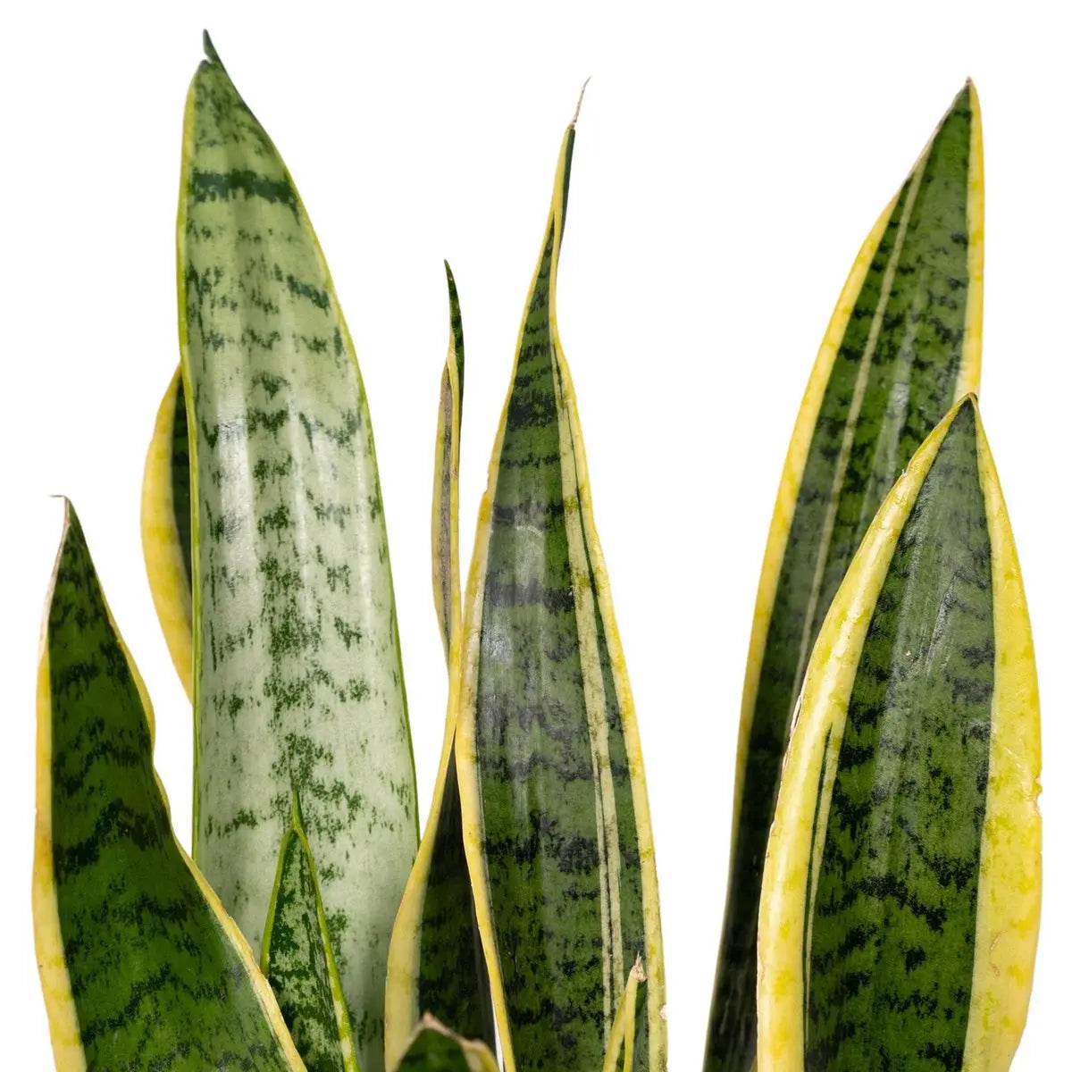 Zoom auf die panaschierten Blätter der sansevieria laurentii 14cm 40cm