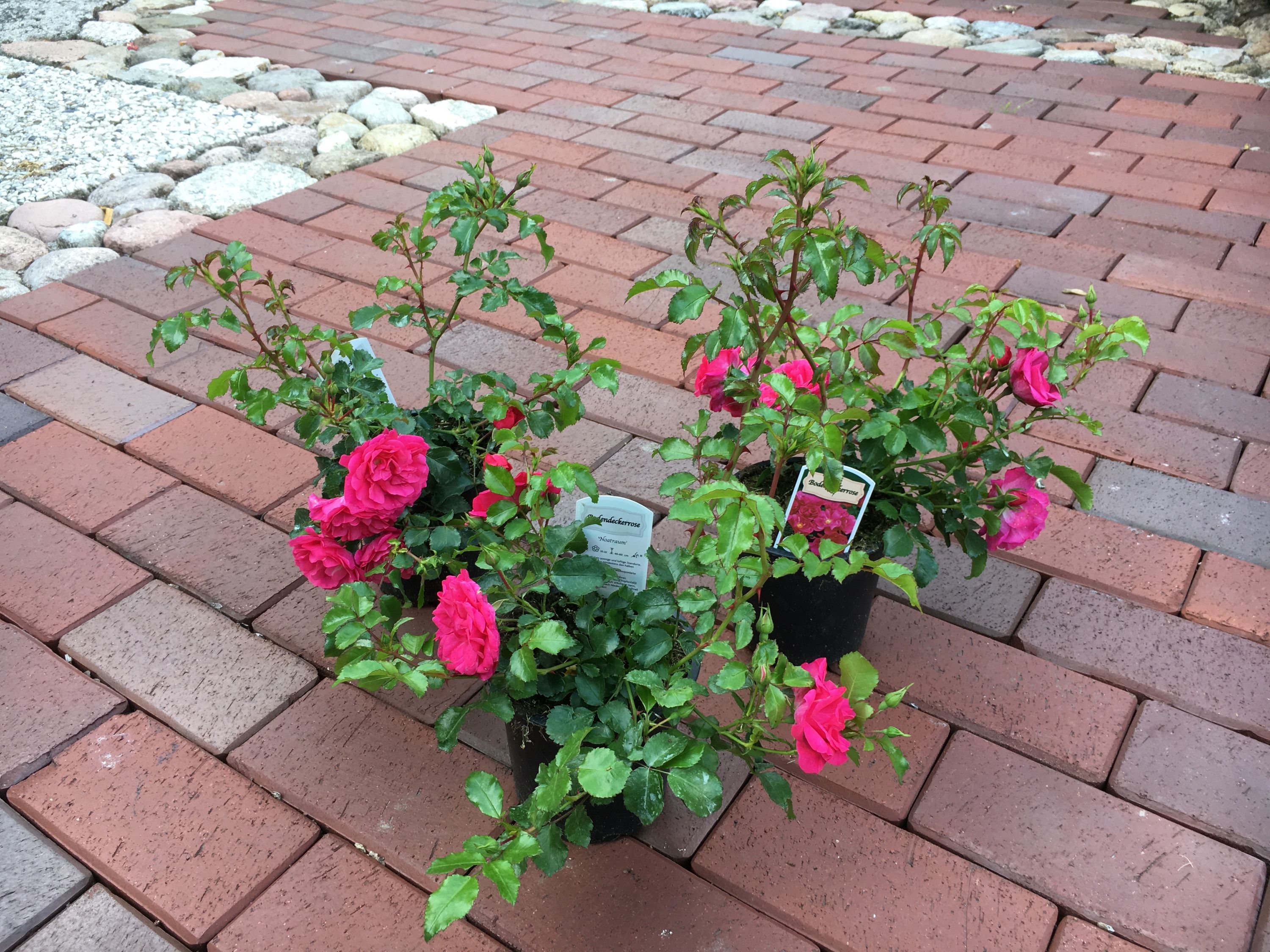 Set Bodendecker winterhart Bodendeckerrose Noatraum öfterblühend robust pink