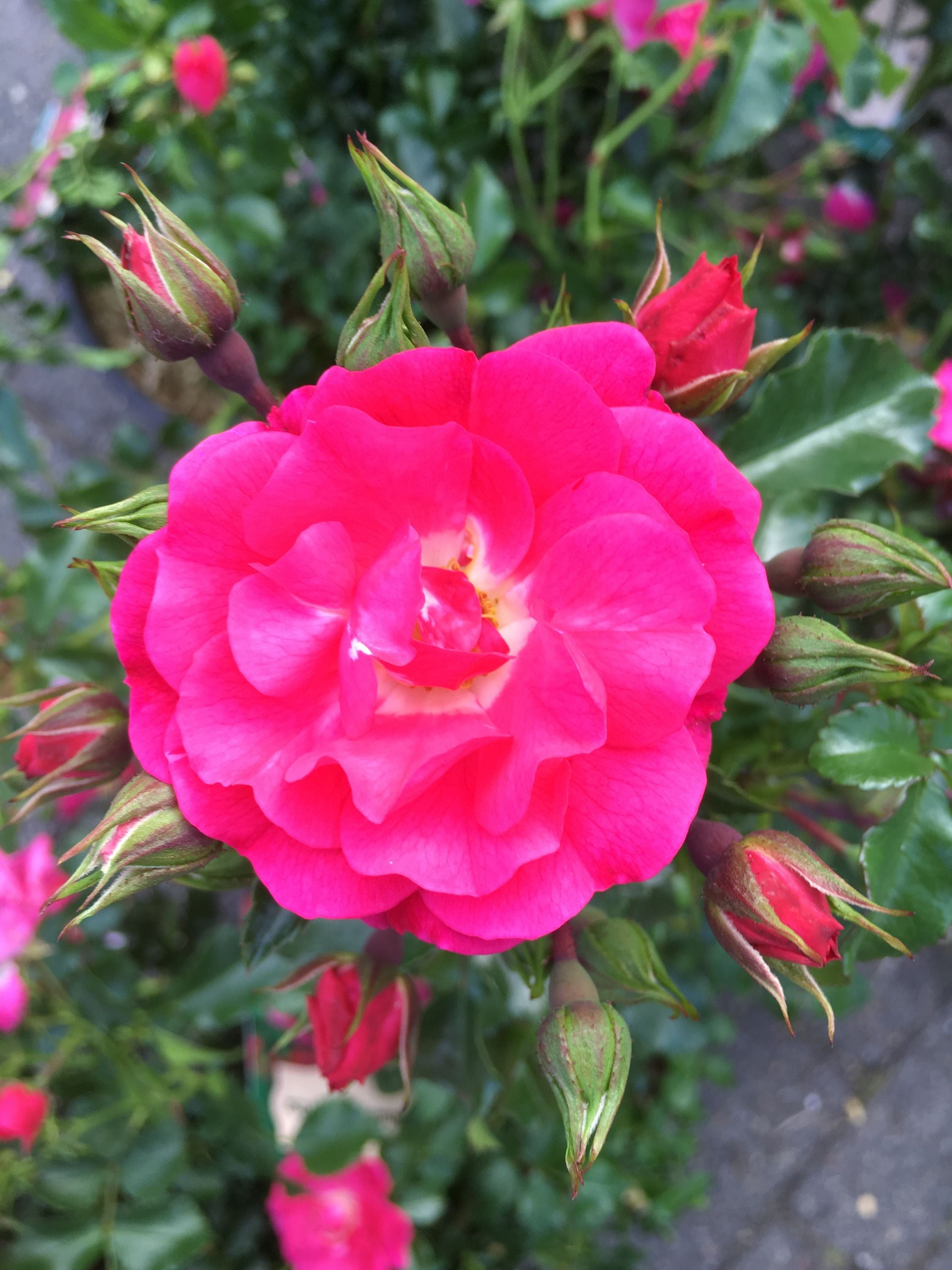 Set Bodendecker winterhart Bodendeckerrose Noatraum öfterblühend robust pink