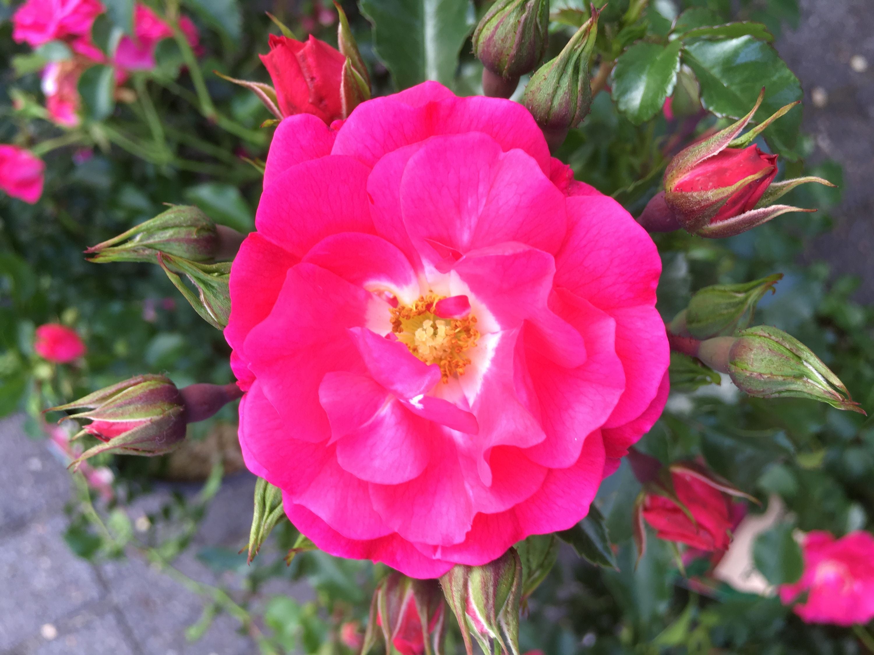 Set Bodendecker winterhart Bodendeckerrose Noatraum öfterblühend robust pink