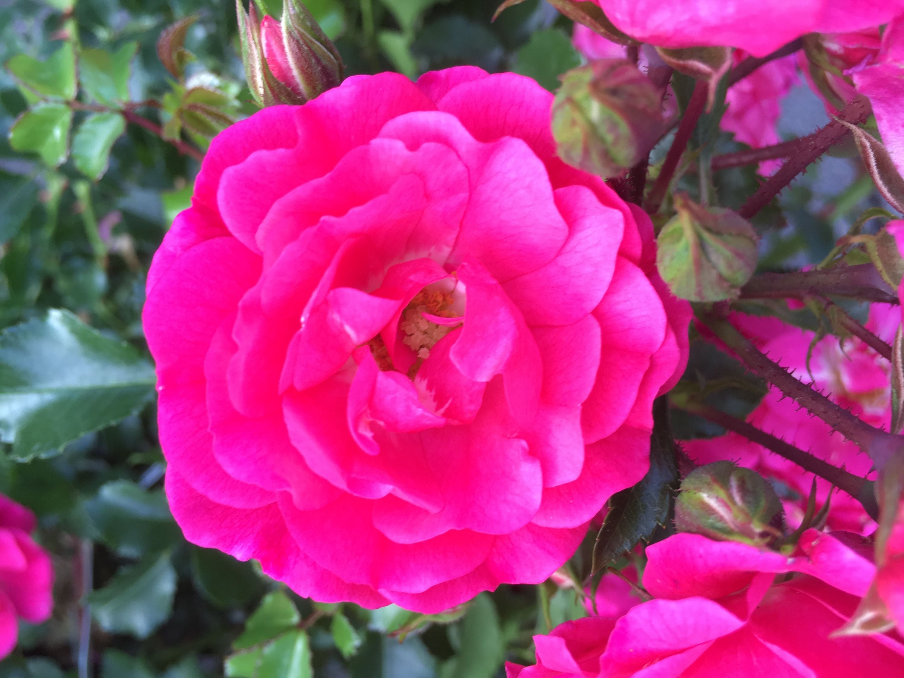 Set Bodendecker winterhart Bodendeckerrose Noatraum öfterblühend robust pink