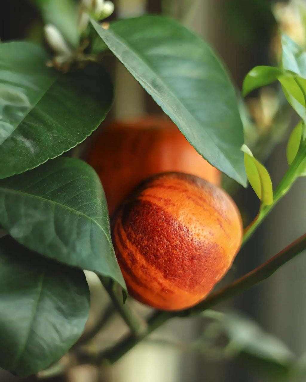 Regenbogen-Orange - Orangensamen