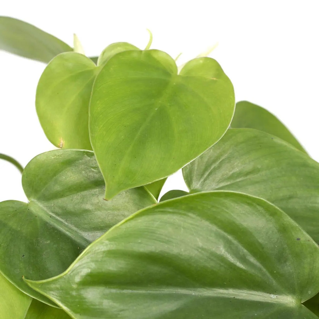 Nahaufnahme der herzförmigen Blätter vom Philodendron Scandens
