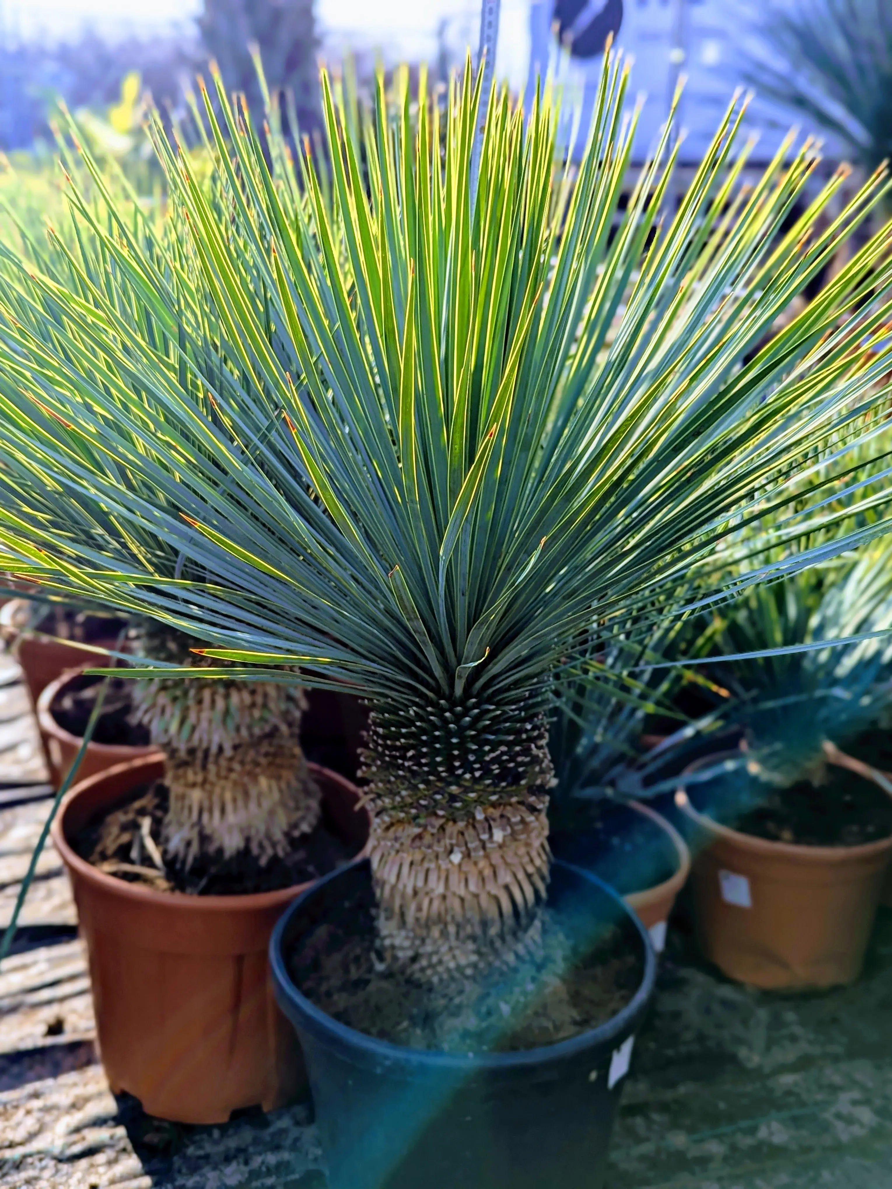 Yucca rostrata - Blaublättrige Palmlilie aus Freilandzucht