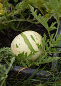Snowmelon - Melonensamen