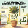 Pflaume Königin Victoria – Terrassenobst oder Busch (sehr süß) Pille Gartenwelt