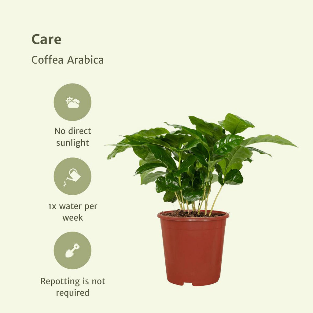 Pflegeanweisungen Coffea Arabica 2er Set