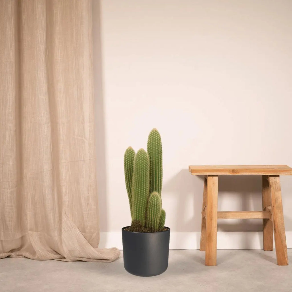 Vatricania guentheri als Deko-Kaktus am hellen Fenster / Wintergarten