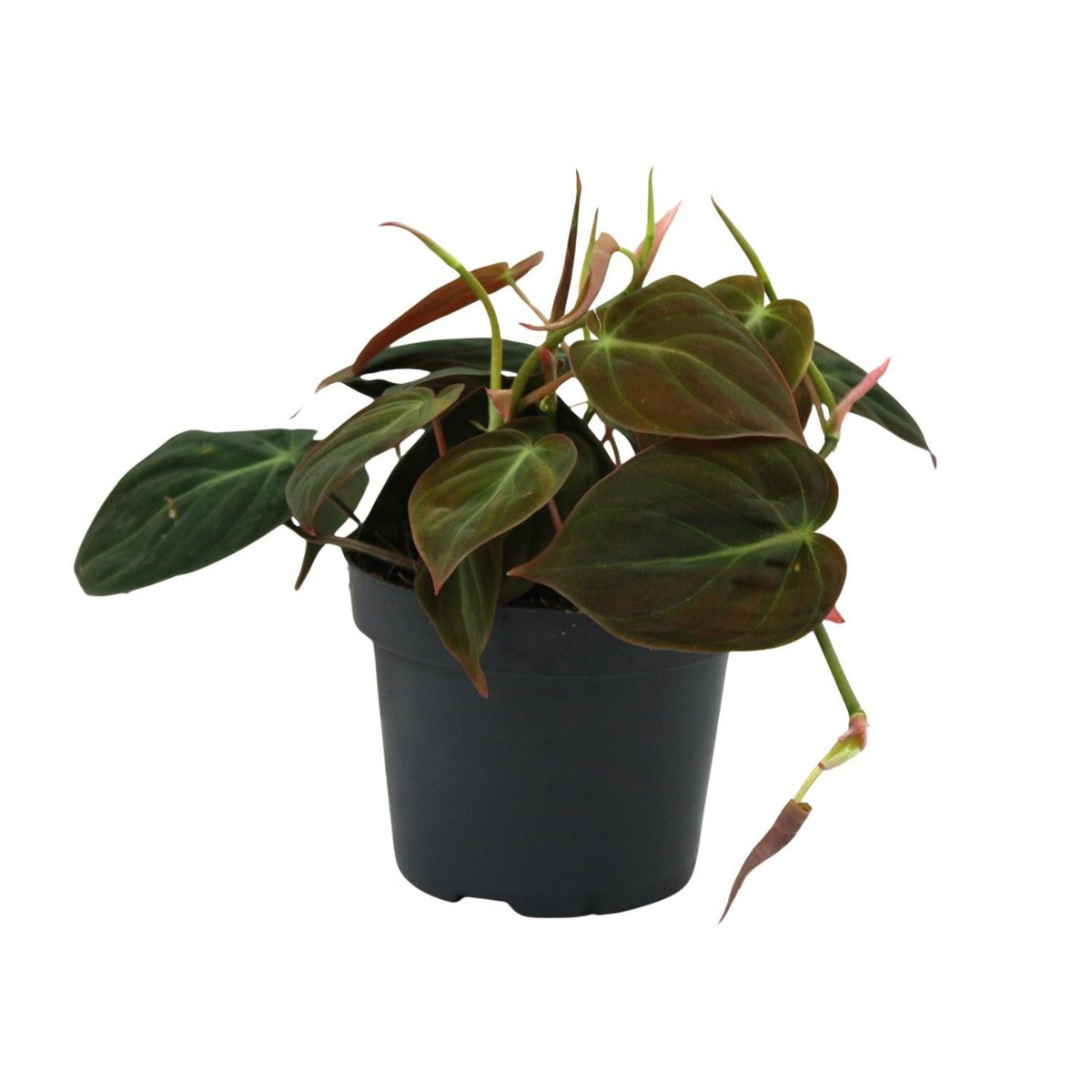 Philodendron im Kulturtopf Ø12 cm – Zimmerpflanze ca. 15 cm