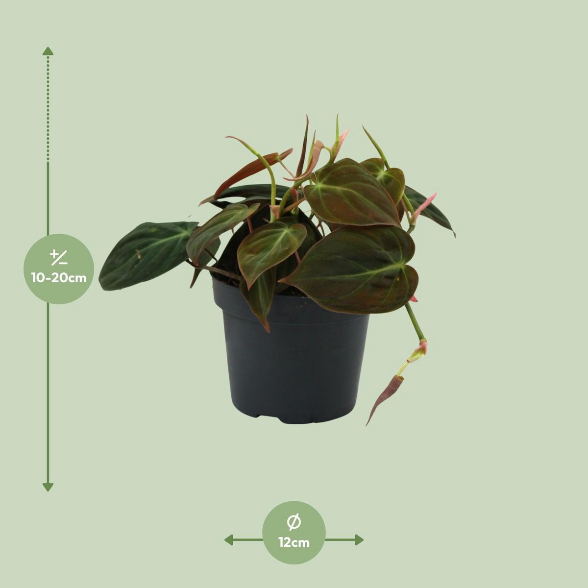 Philodendron Blattwerk – dekorative Grünpflanze Visualisierung der Größe