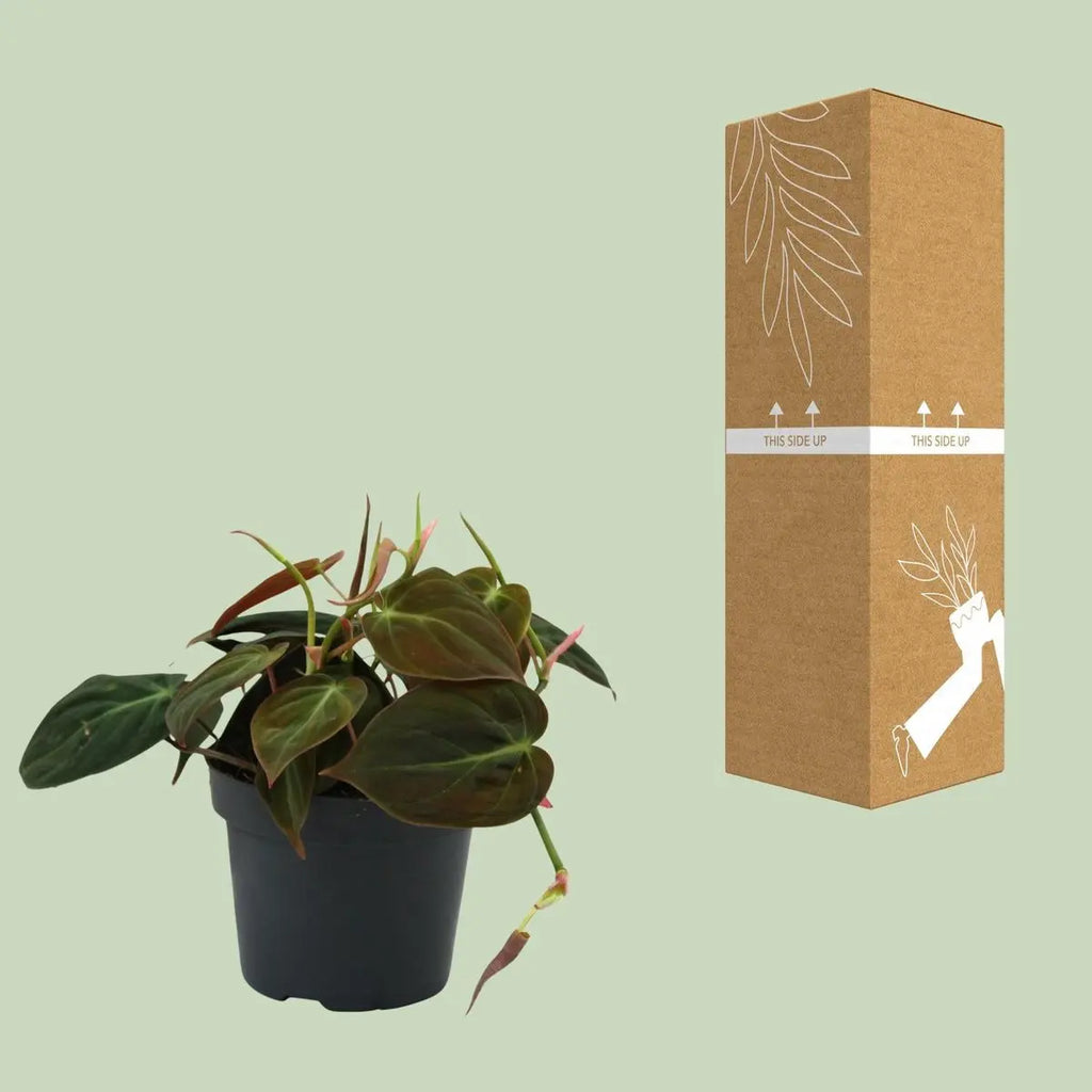 Philodendron neben bruch- und transportsicherer Versandverpackung