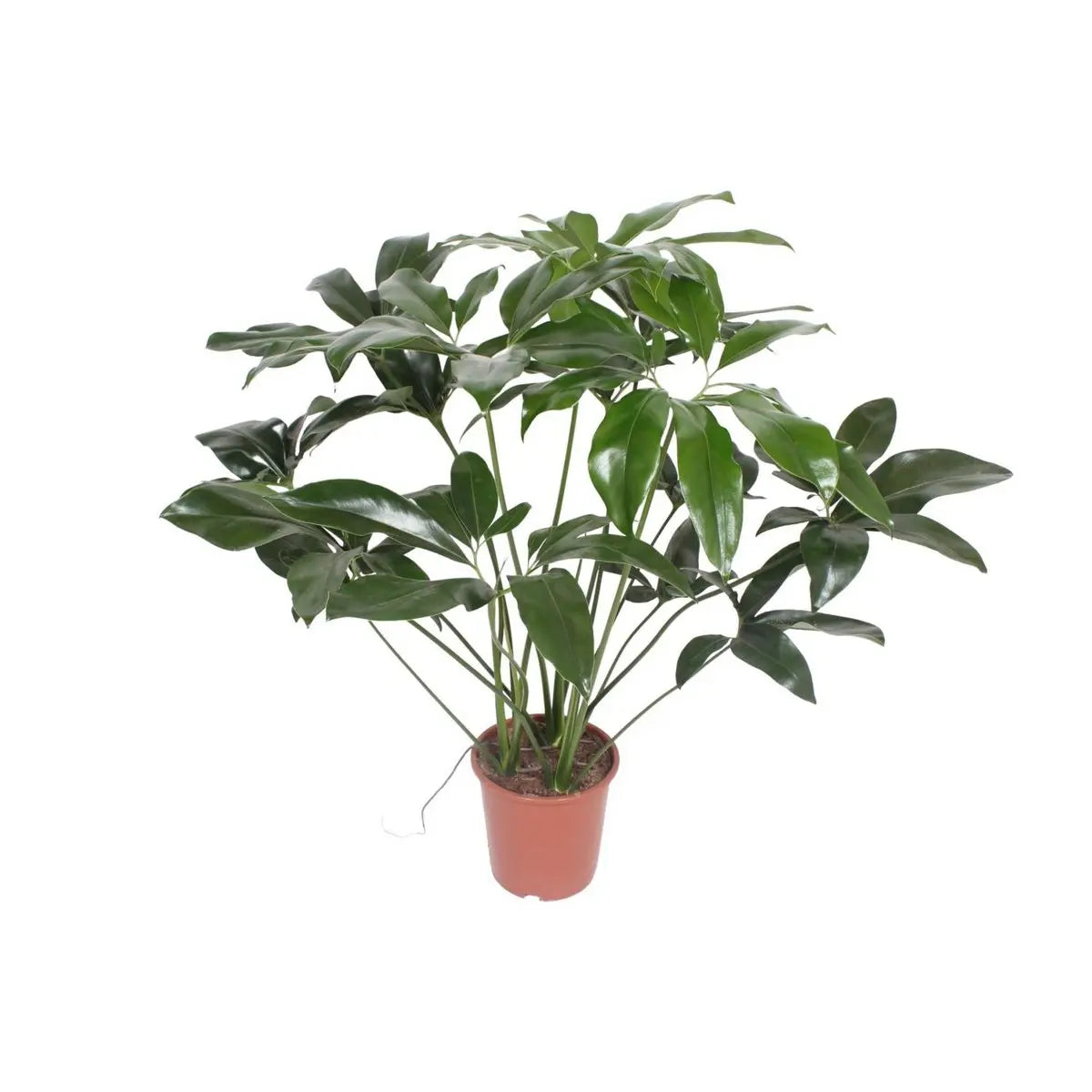 Philodendron Green Wonder – Ø27 cm – ca. 90 cm