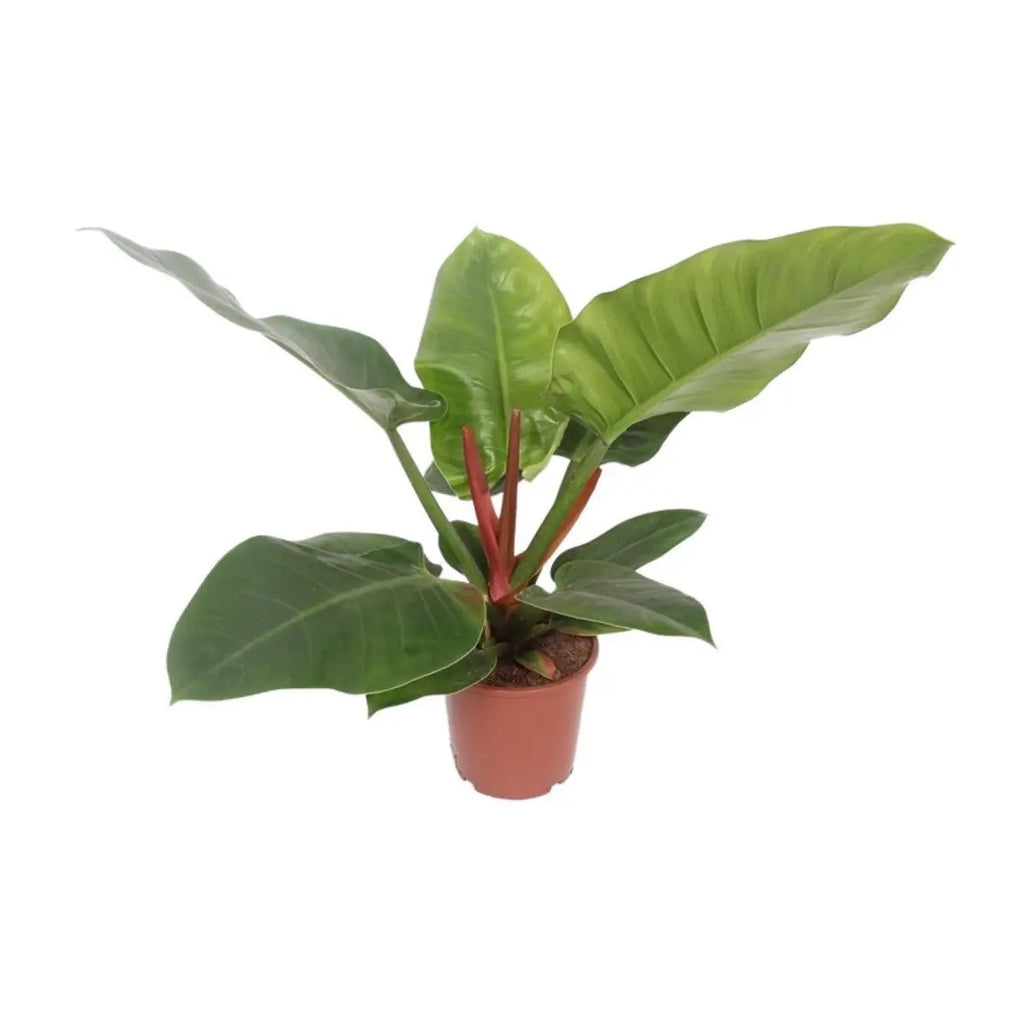 Philodendron Imperial Green freigestellt im Ø17 cm Kulturtopf, ca. 60 cm hoch