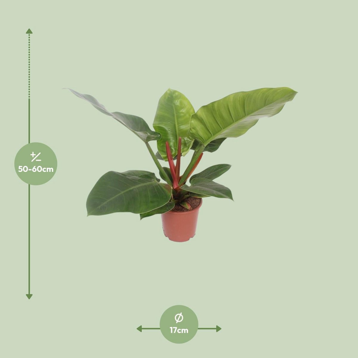 Philodendron Imperial Green – Visualisierung Lieferhöhe ca. 60 cm und Topfgröße Ø17 cm