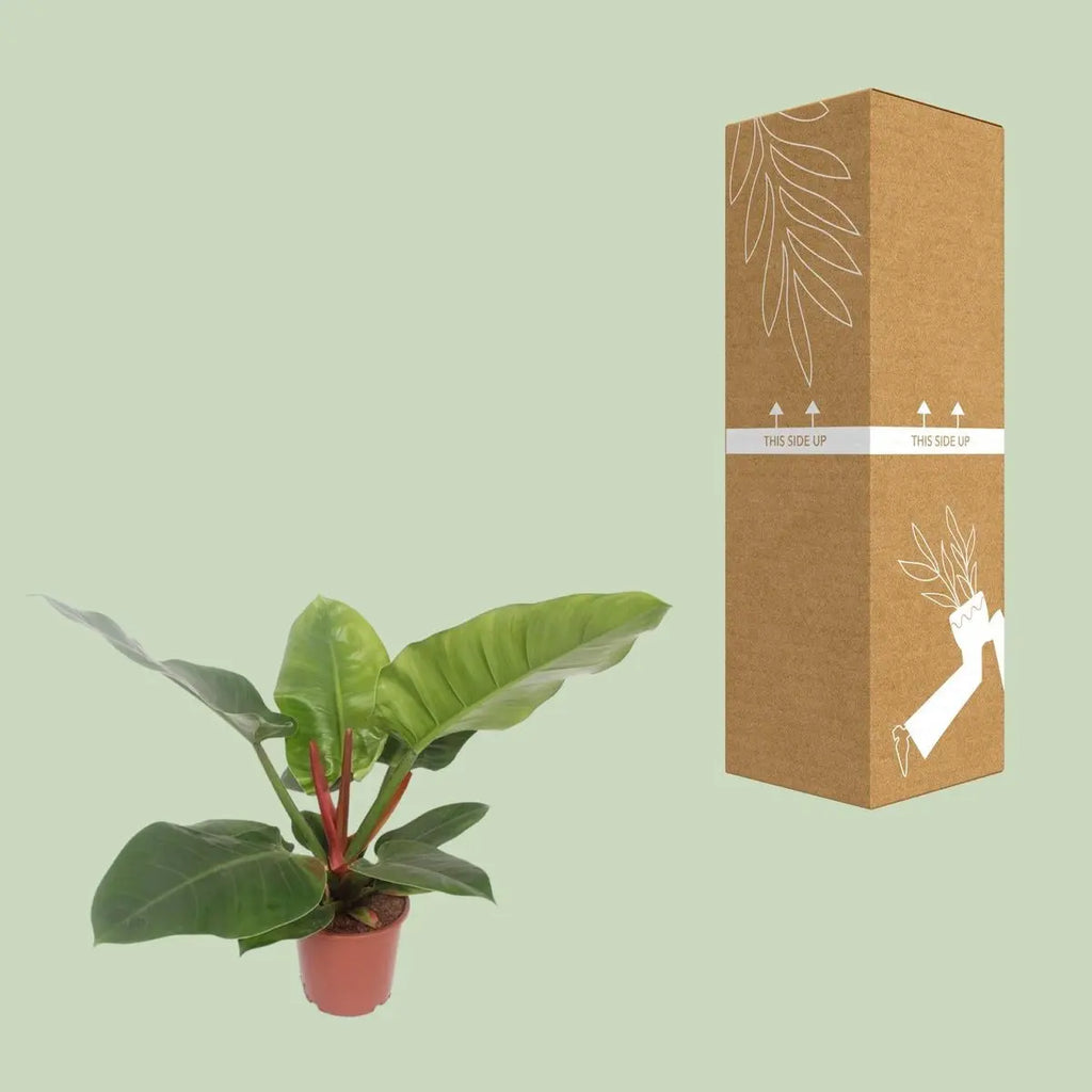 Philodendron Imperial Green neben bruch- und transportsicherer Versandverpackung