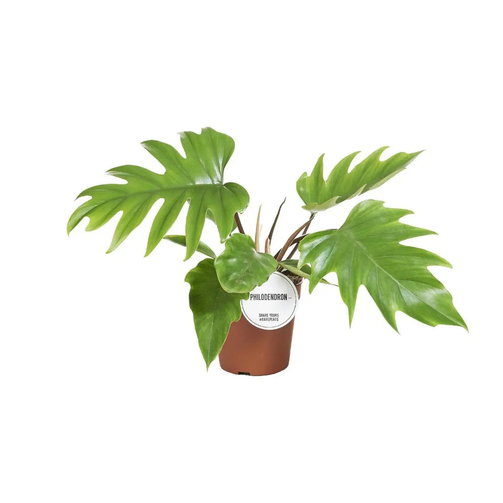 Philodendron Mayoi Ø15 cm freigestellt – tropische Zimmerpflanze