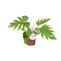 Philodendron Mayoi Ø15 cm freigestellt – tropische Zimmerpflanze