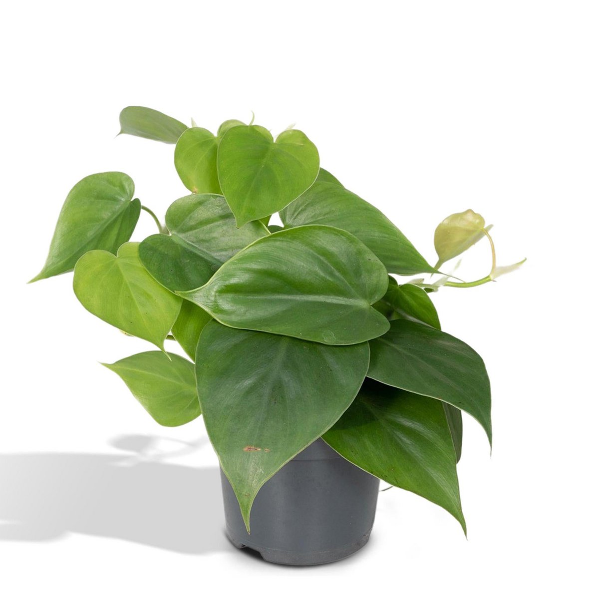 Philodendron Scandens im Topf Ø12 cm mit herzförmigen grünen Blättern